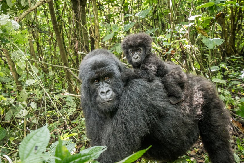 Baby Gorilla on Social Media