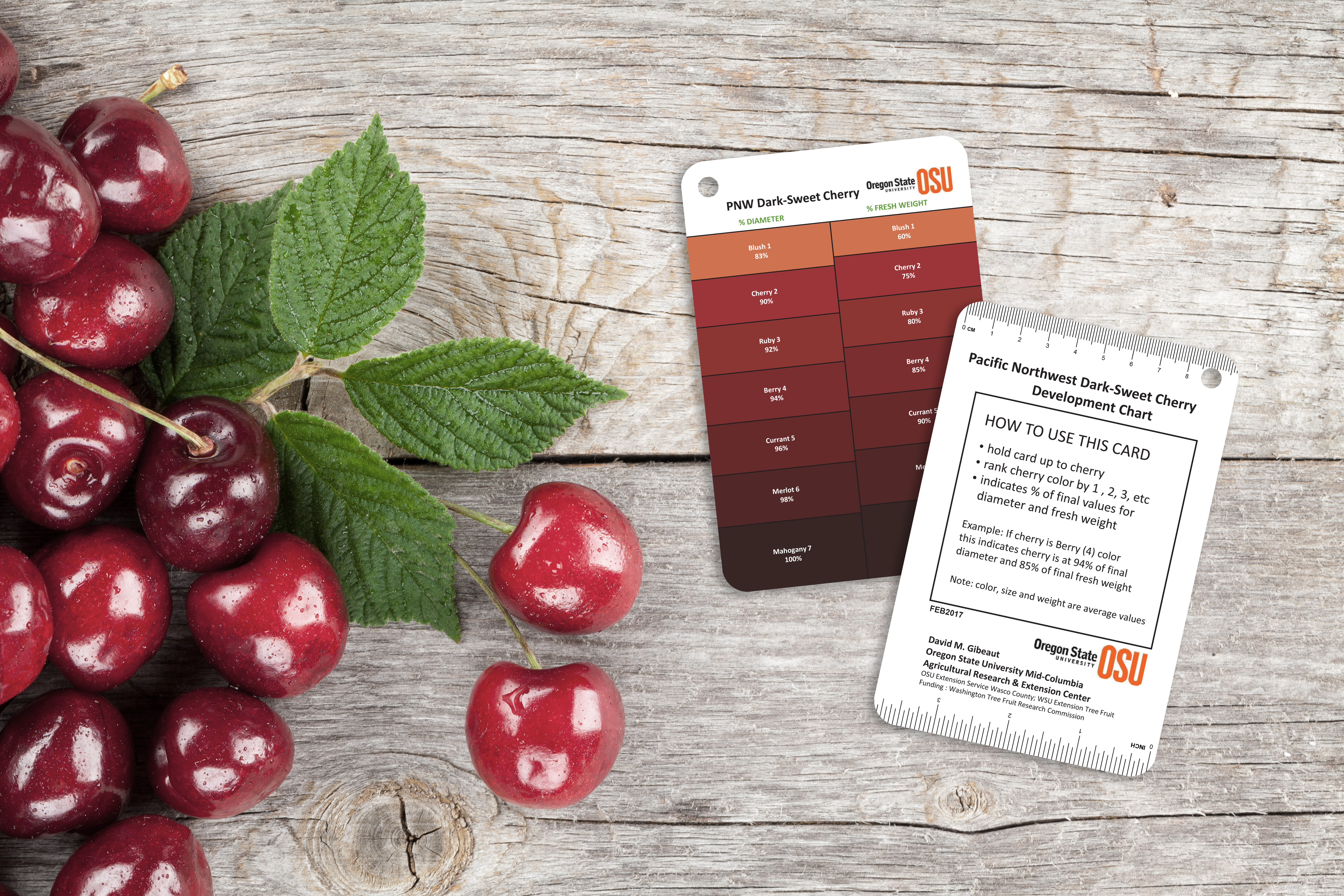Oregon State University Development Measurement Charts